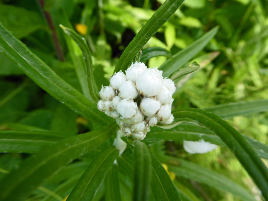 Pearly Everlasting (Anaphalis margaritacea)