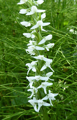 White Bog Orchids (Platanthera dilatata)