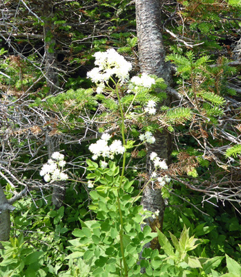 Tall Meadow Rue (Thalictrum pubescens)