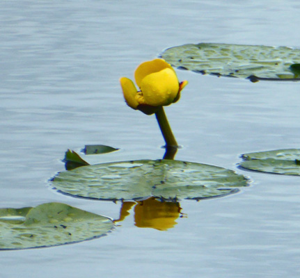 Yellow Pond Lilies (Nuphar-variegatum)