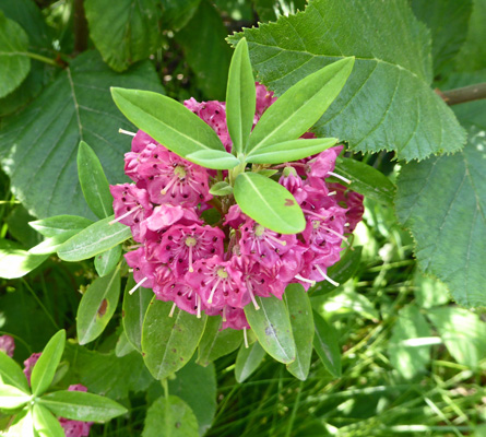 Sheep Laurel (Kalmia angustifolia)