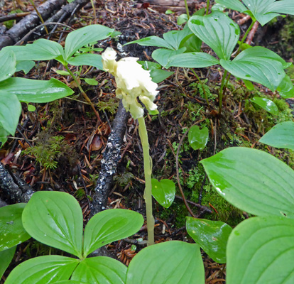 Pinesap (Monotropa hypopithys)