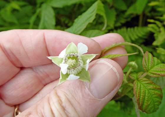 Grayleaf Red Raspberry (Rubus idaeus strigosus)