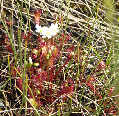 Sundews (Drosera anglica)