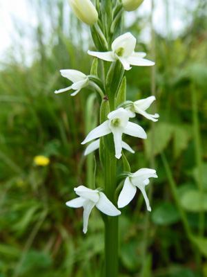 White Bog Orchids (Platanthera-dilatata)