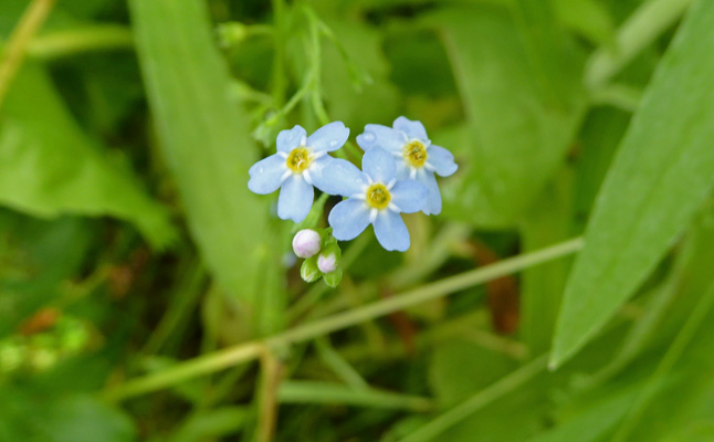 Bay Forget-me-not (Myosotis laxa)