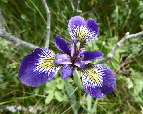 Blue Flag (Iris versicolor)