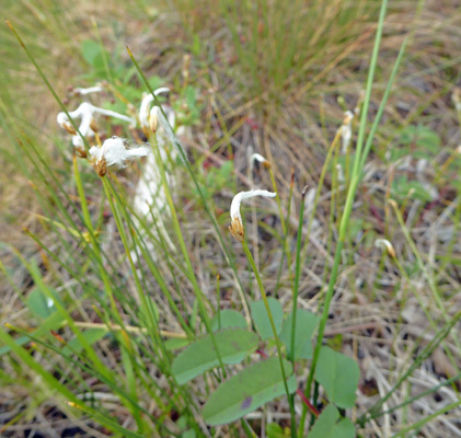 Cotton grass