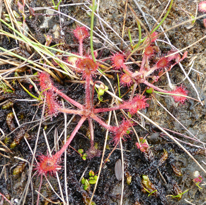 Sundews (Drosera anglica)