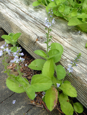 Heath Speedwell (Veronica officinalis)