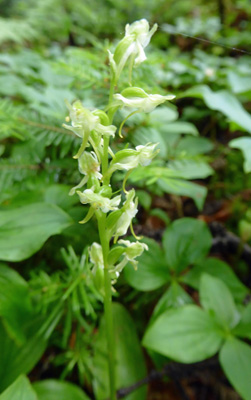 Roundleaf Orchid (Platnthera orbiculata)