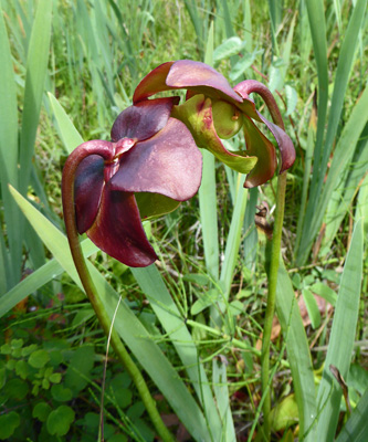 pitcher plants (Sarracenia purpurea)