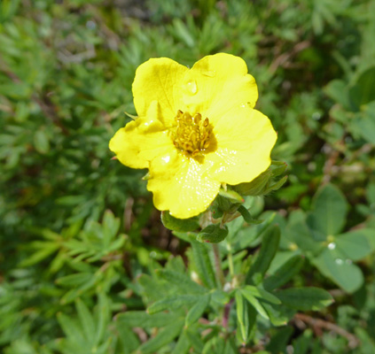 Shrubby Cinquefoil (Dasiphora fruticosa ssp. floribunda)