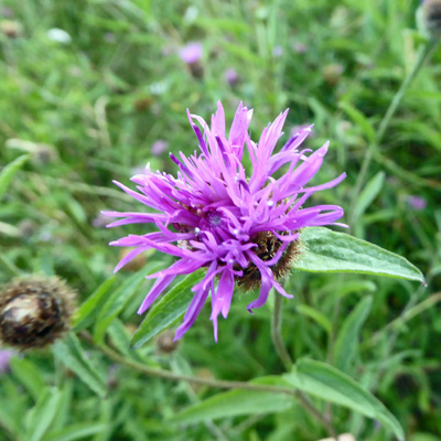 Black Knapweed (Centaurea nigra)