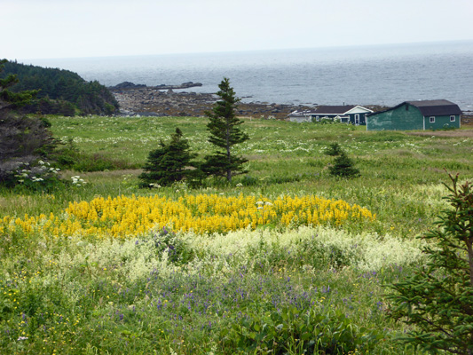 White and yellow flowers in a field