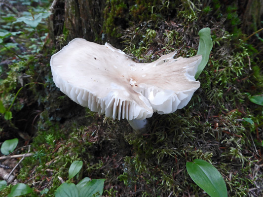 Fungus Gros Morne