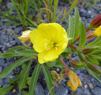 Evening Primrose (Oenothera sp.)