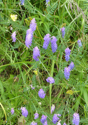 Vetch (Vicia sp.)