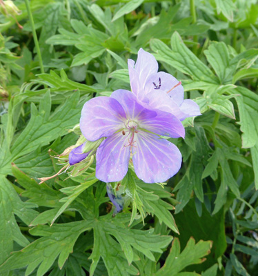 Meadow Cranesbill (Geranium pratense)