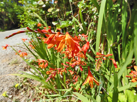 crocosmia Harris Beach SP