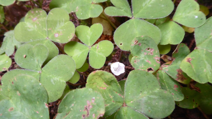 Redwood sorrel Harris Beach SP