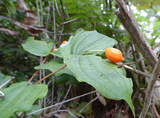 Fruit of Smith’s Fairybell (Disporum smithii)