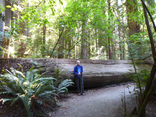 Walter Cooke fallen redwood Stout Grove