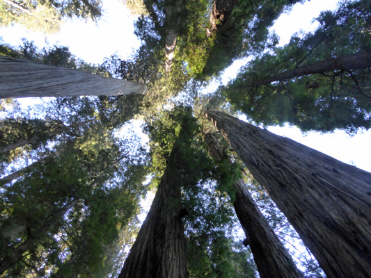 Stout Grove Redwood NP