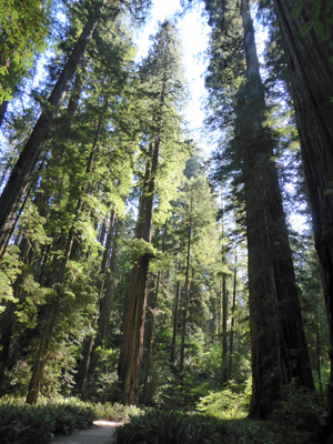 Stout Grove Redwood NP