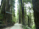 Howland Hill Rd Redwood NP