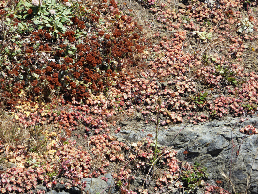 Cape Ferrelo sedum