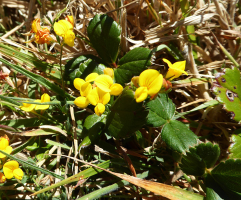 Bird's-foot Trefoil (Lotus corniculatus)