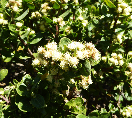 Coyote Bush (Baccharis pilularis)