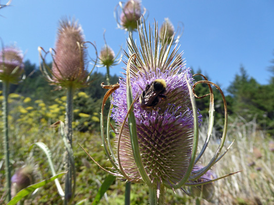 Bea in Teasel