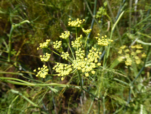 Lomatium