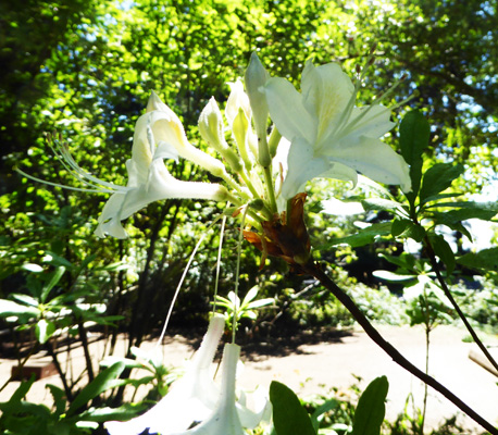 Western Azalea (Rhododendron occidentale)