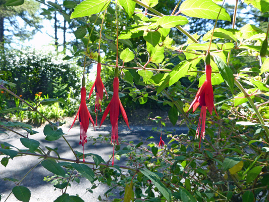 Hardy fuschia Harris Beach SP