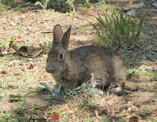wild rabbit Harris Beach SP