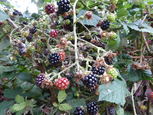 Himalayan blackberries