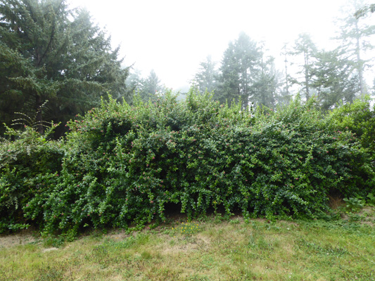 Escalonia hedge Harris Beach