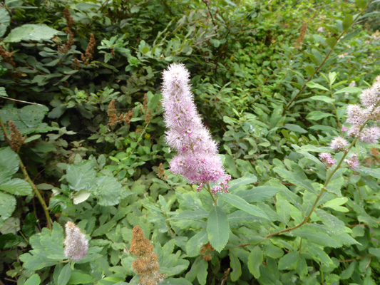 Hardhack (Spiraea douglasii)