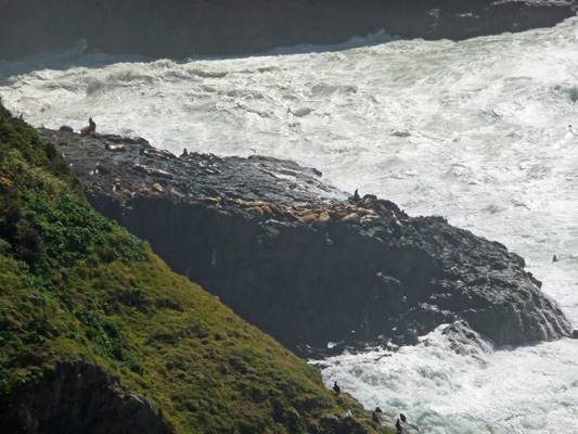 Sea Lions near Heceta Head OR