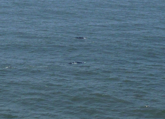 Whales Heceta Head