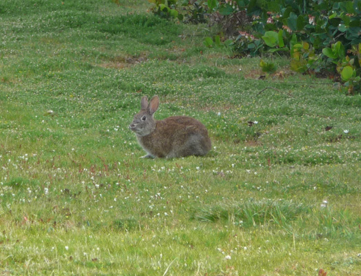 Rabbit Carl G Washburne SP Day Use Area