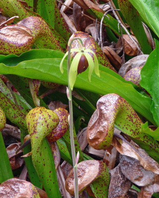 Darlingtonia californica cobra lily