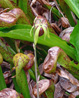 Darlingtonia californica