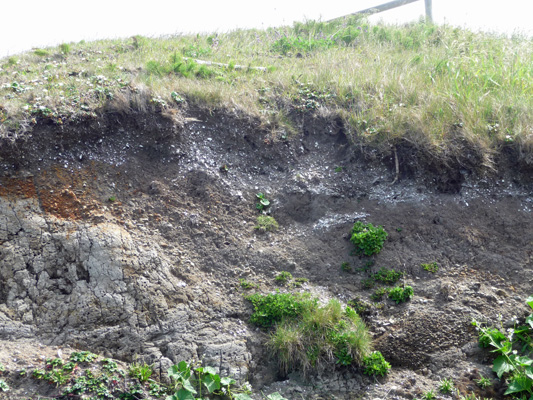 Shell midden along Cape Perpetua