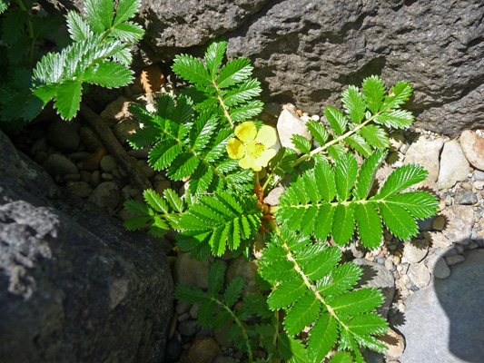 Pacific Silverweed (Argentina anserina)