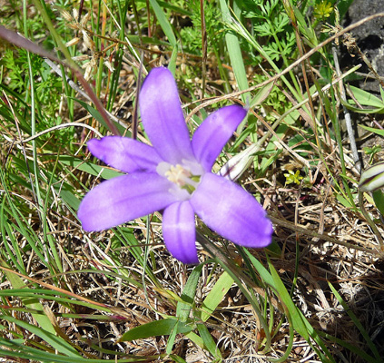 Elegant Brodiaea (Brodiaea elegans)