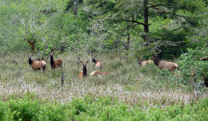 Elk north of Florence OR